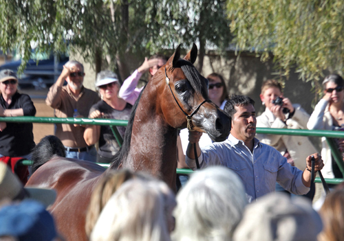 EF Kingston at North Arabians Open House